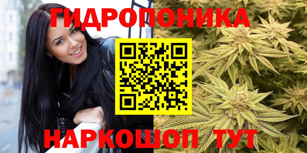 Каннабис индика Шахты